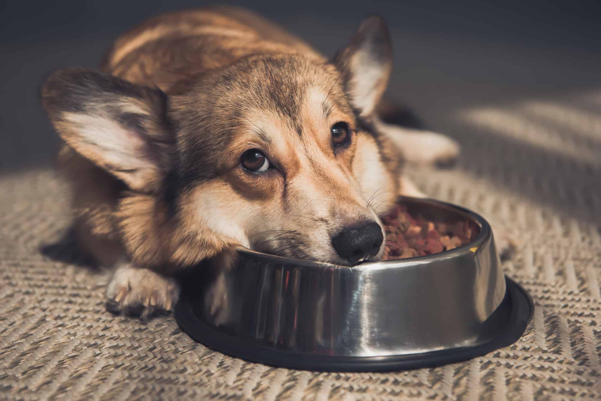 Futterberater für Hunde