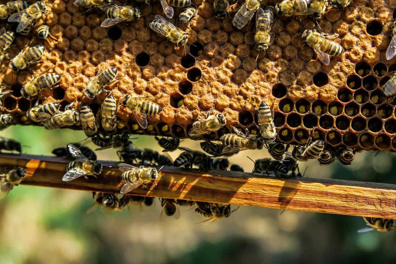 Bienenwachs Produkte